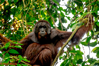 Danum Valley 13th to 16th July