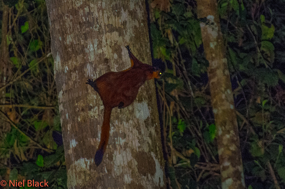 Red giant flying squirrel - 9.9 for landing - lost point 1 for the splat sound when he hit....