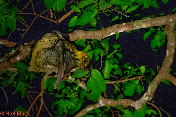 Flying Lemur and baby