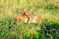 4th October - Masai Mara