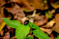 Wood Beetle
