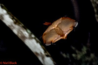 Red giant flying squirrel - doing its thing