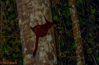 Red giant flying squirrel - 9.9 for landing - lost point 1 for the splat sound when he hit....