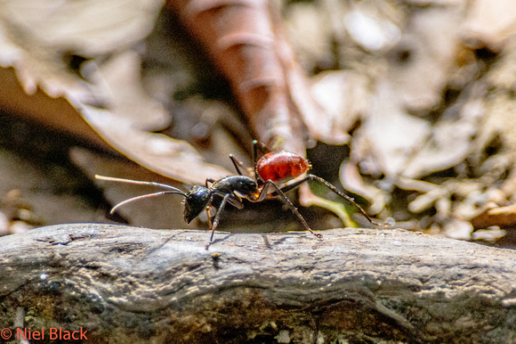Giant forest ant