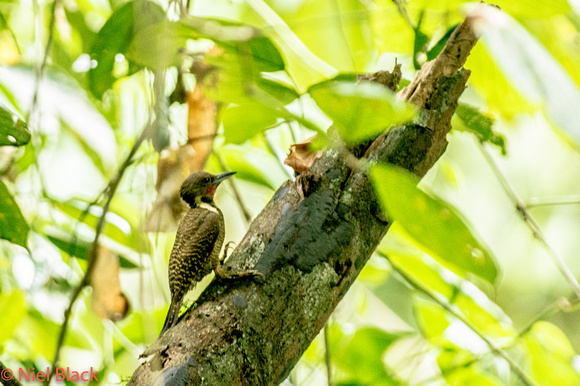 Buff necked woodpecker