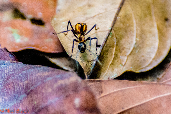 Golden backed ant