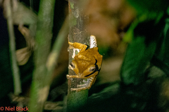 Filed eared tree frog