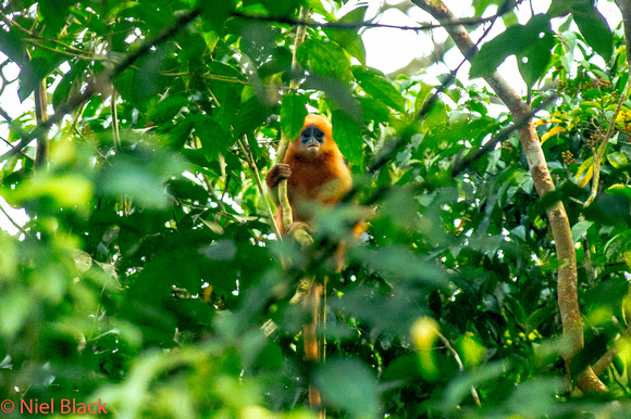 Red leaf monkey (maroon lagur)